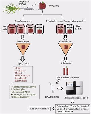 Transcriptome Analysis Reveals a Gene Expression Pattern That Contributes to Sugarcane Bud Propagation Induced by Indole-3-Butyric Acid